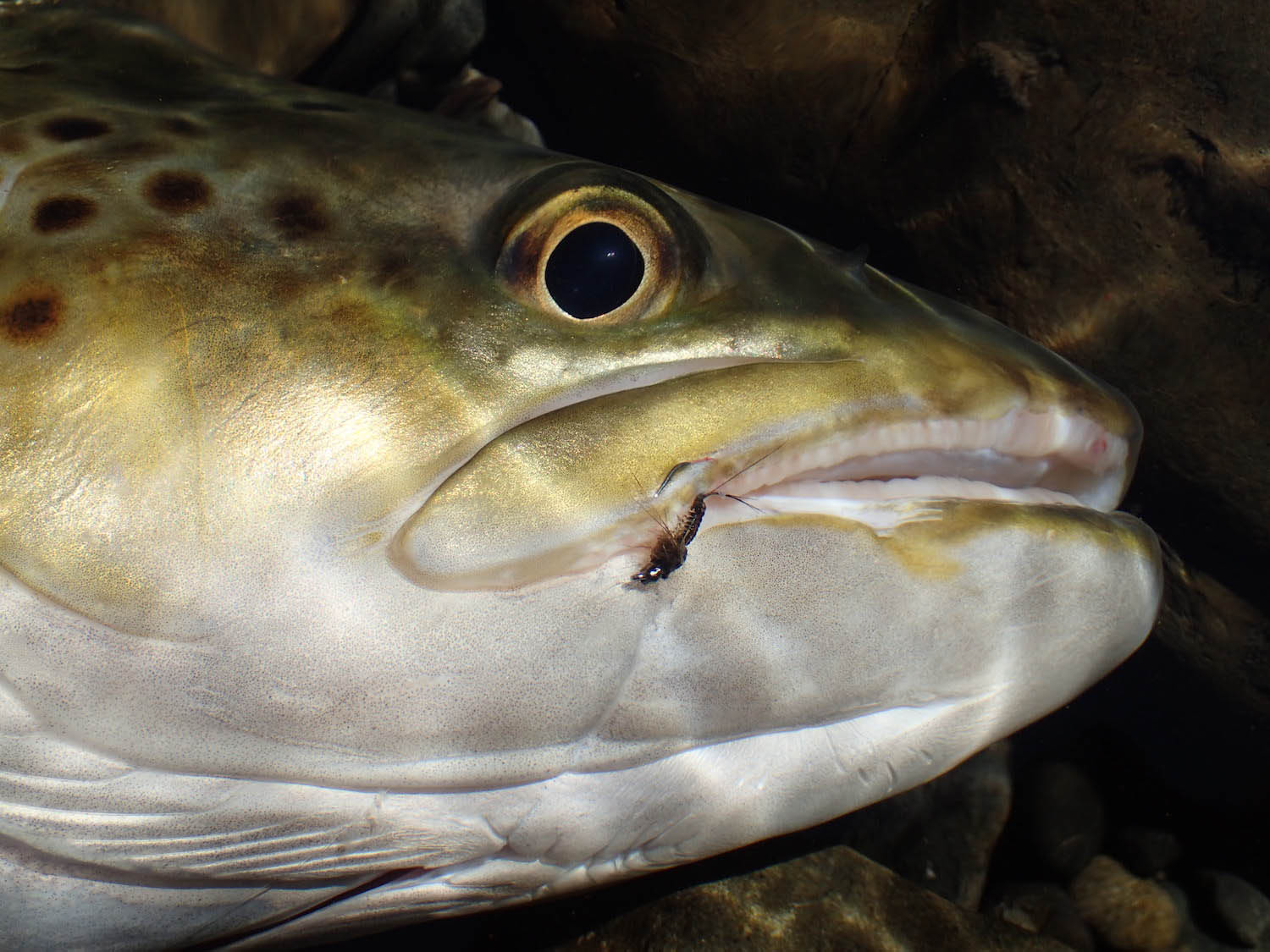 close up of a trout's head with a jelly crimp nymph fly caught in its mouth